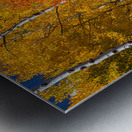 Sunny Colorful Aspen Tree Mix Metal print