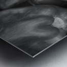 Albino Bullnose Pepper BW Metal print