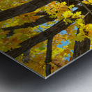 Golden Giggles   When Autumn Leaves Steal the Spotlight Impression metal