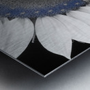 American Sunflower Power Metal print