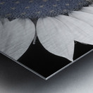 American Sunflower Power Metal print