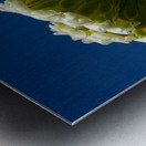 Saguaro Cactus Blooms Metal print