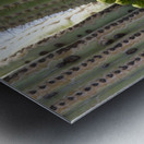 Saguaro Cactus Bloom Impression metal