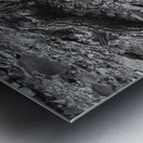 Tree Trunk Roots Exposed Metal print