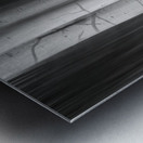 Aspen Tree Colonies Dreaming BW Impression metal