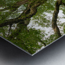 Old Century Tree of Negros Island Metal print