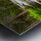 Roosevelt National Forest Stream Metal print