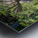 Smiling Bull Moose Metal print