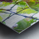 Colorful Grapes on the Vine Fine Art Photography Wall Art Impression metal