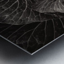 Whispers of the Garden A Monochromatic Cabbage Study Metal print