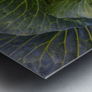 Verdant Embrace A Cabbages Garden Heart Metal print