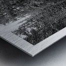 Cascade of Silver Silence Roosevelt Forest Metal print