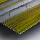 Golden Aspen Abstraction Fine Art Landscape Impression metal