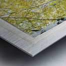 Forest Delight  White Window View Metal print