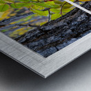 Wild Red Berries Forest Whitewash Picture Window Metal print