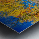 colorful colorado autumn aspen trees Impression metal