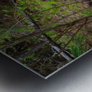 Creek Crossing Forest Woods Metal print