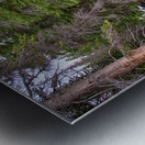 Colorado Rocky Mountain Forest Stream Metal print