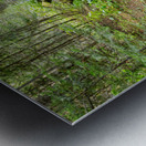 Wild Mushrooms Along Creek Impression metal