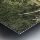 Bull Elk Eyes Metal print