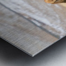 Elk Heard On The Rocky Mountain Foothills   Metal print