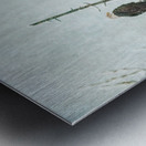 Bald Eagle Little Birdie Metal print