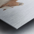 Smiling Palomino Snow Metal print