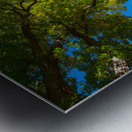 Autumns Radiant Canopy -  A Skyward View Metal print