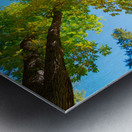 Vibrant Autumn Landscape - Colorful Trees under Blue Sky Metal print