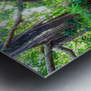 Majestic Magnificent Banyan Tree Portrait Metal print