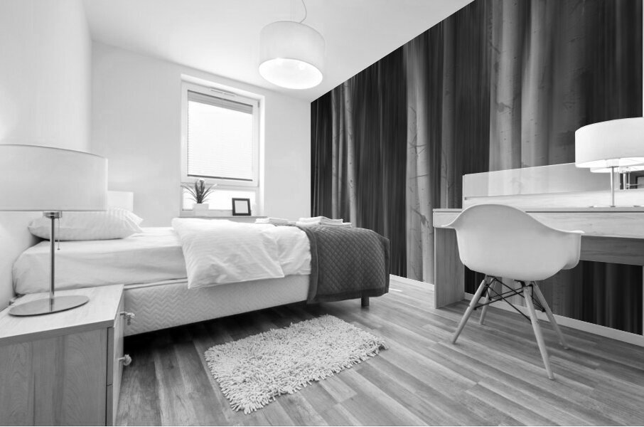 Autumn Aspen Trees Dreaming BW Impression murale