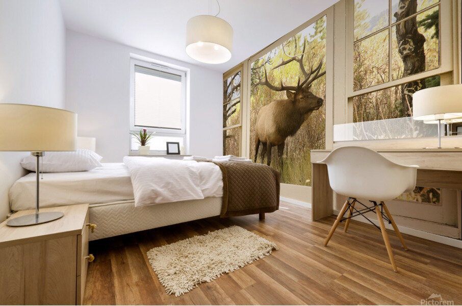 Bull Elk Window View Mural print