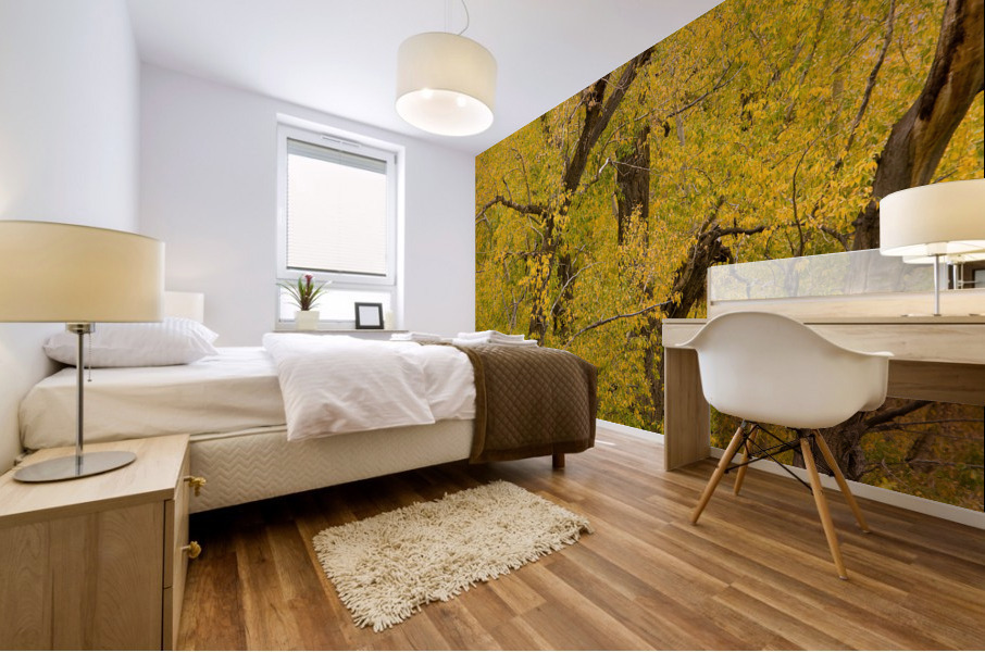 Cottonwood Tree Fall Foliage Impression murale
