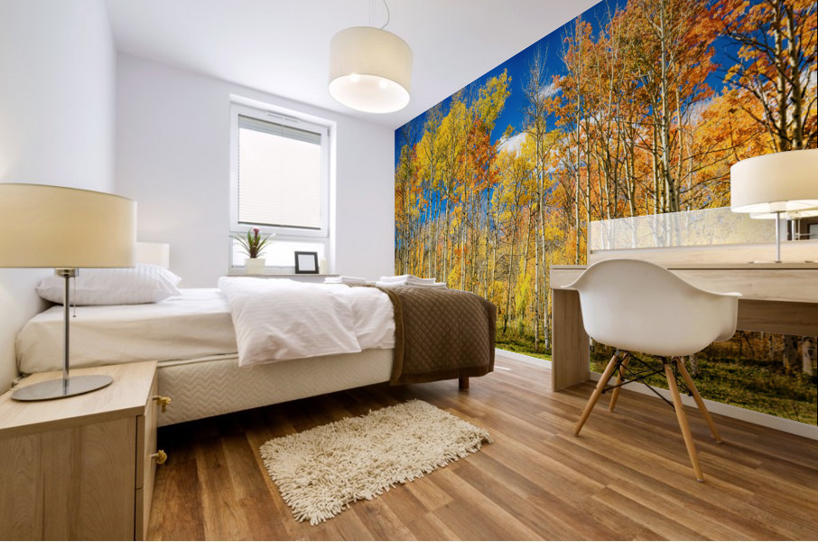 colorful colorado autumn aspen trees Impression murale