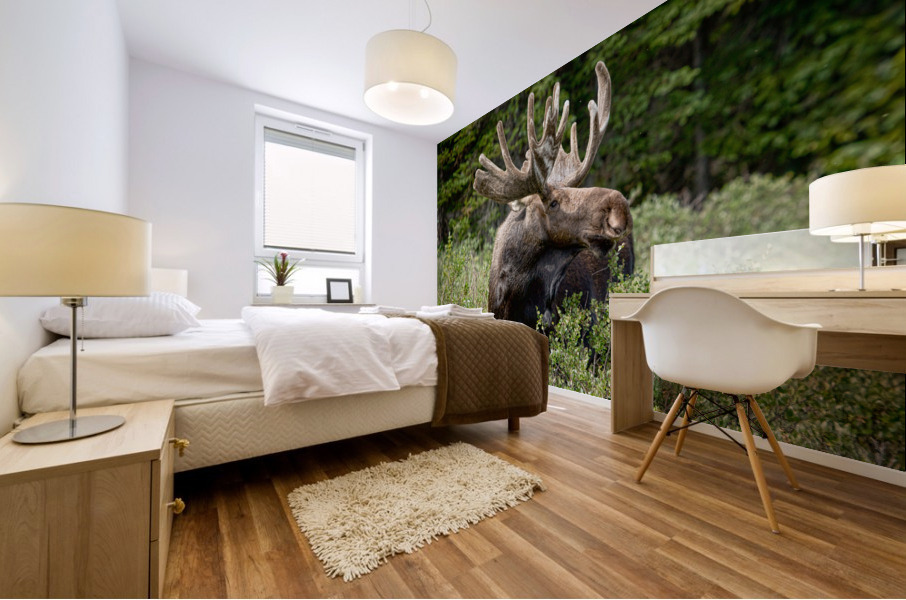 Bull Moose Wild Impression murale