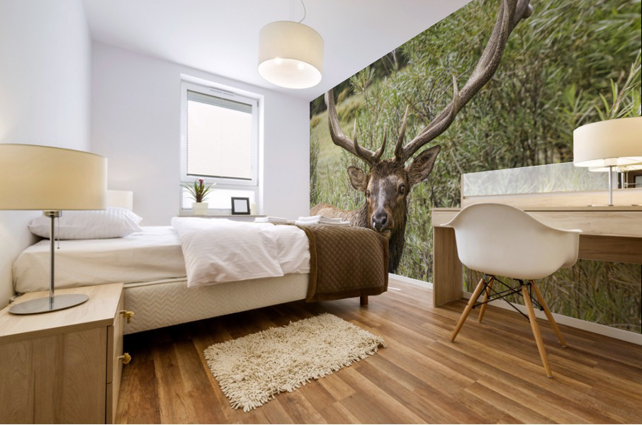 Bull Elk Eyes Mural print