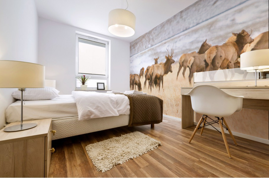Elk Heard On The Rocky Mountain Foothills   Mural print