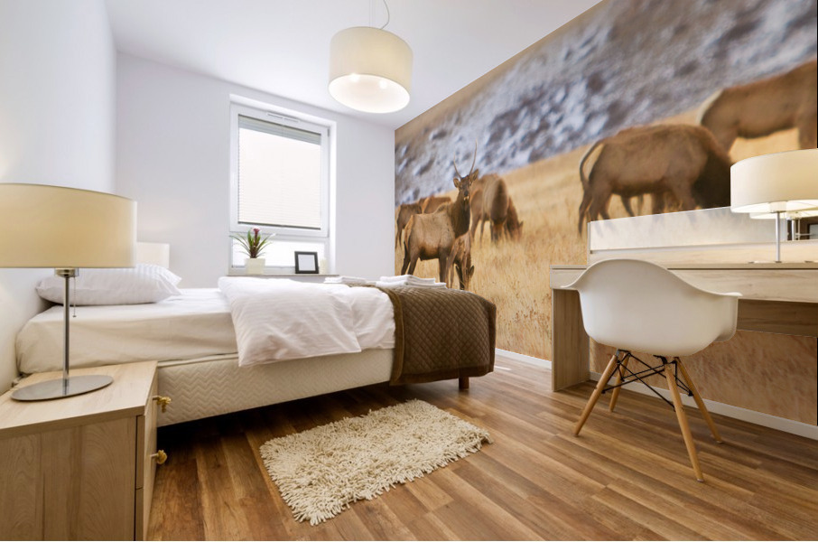 Elk Heard Colorado Foothills Plains Panorama Impression murale