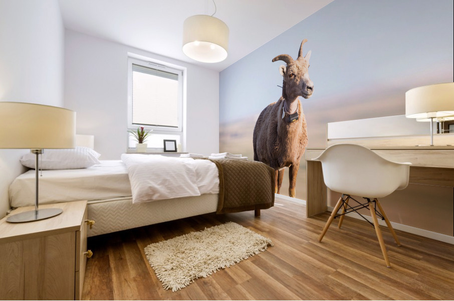 Big Horn Sheep Lucky Number 13 Impression murale