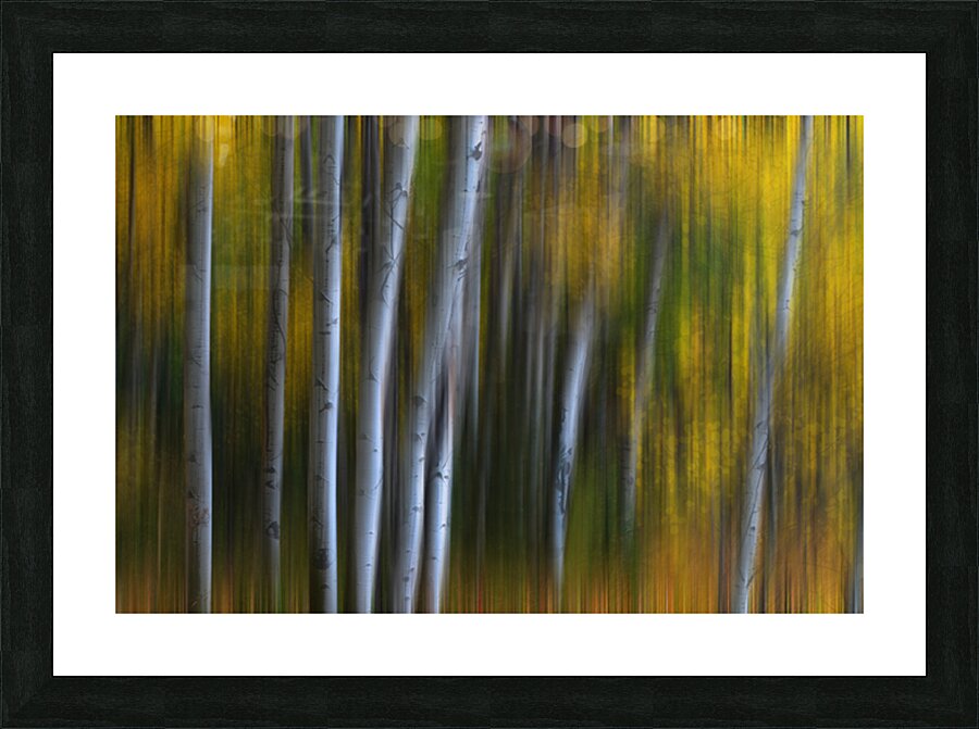 Forest Wilderness Wonderland Abstract  Photo Art Picture Frame print