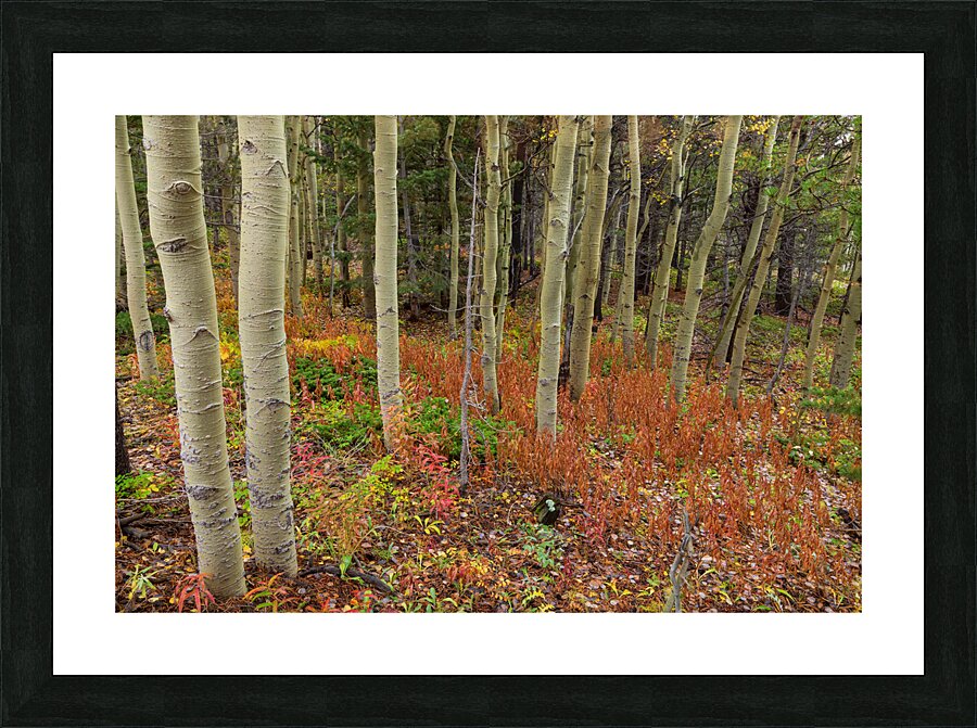 Wilderness Wonderland Picture Frame print
