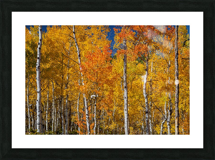 Sunny Colorful Aspen Tree Mix Picture Frame print