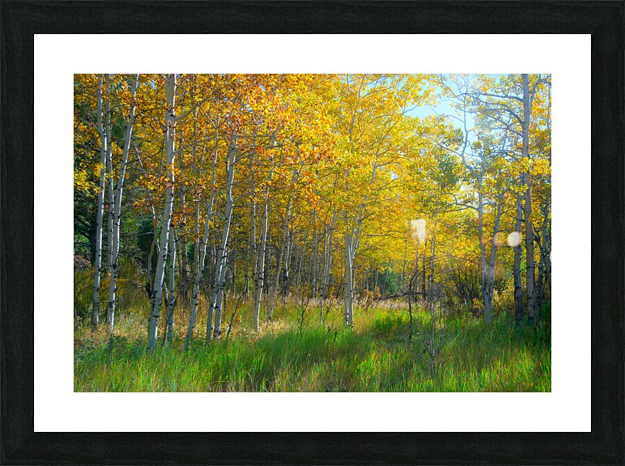 Golden Aspens & Green Dreams Natures Autumn Meadow Picture Frame print