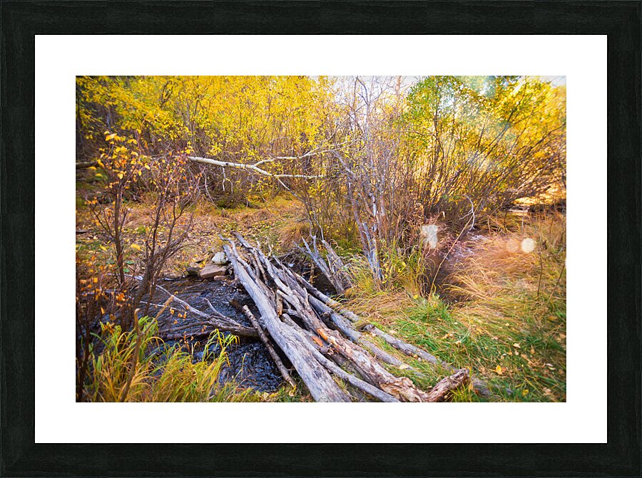 Rustic Log Bridge in Golden Autumn Forest – Serene Fall Creek  Picture Frame print