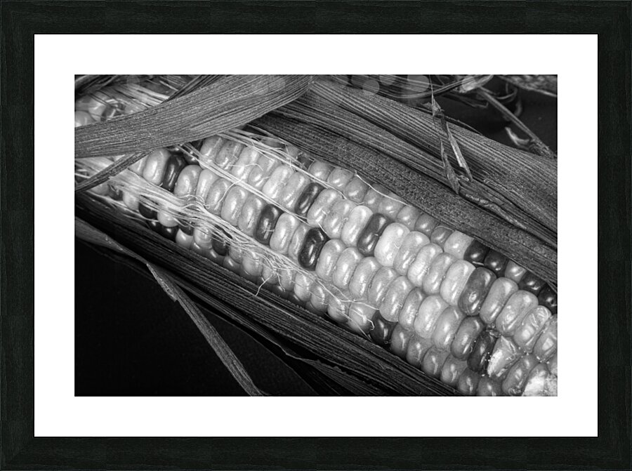 Indian Corn Black and White Impression et Cadre photo