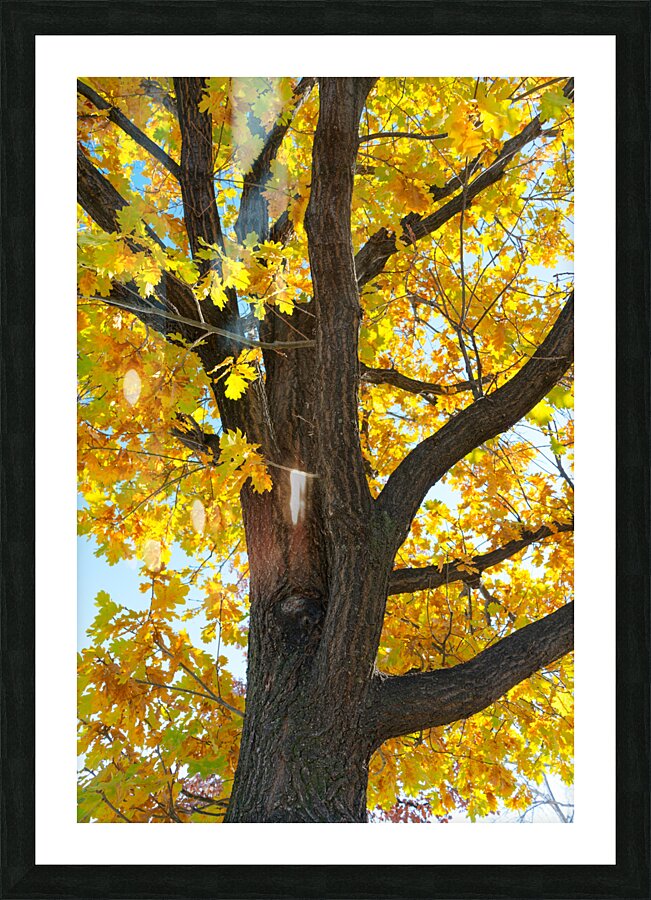 Golden Giggles   When Autumn Leaves Steal the Spotlight Impression et Cadre photo