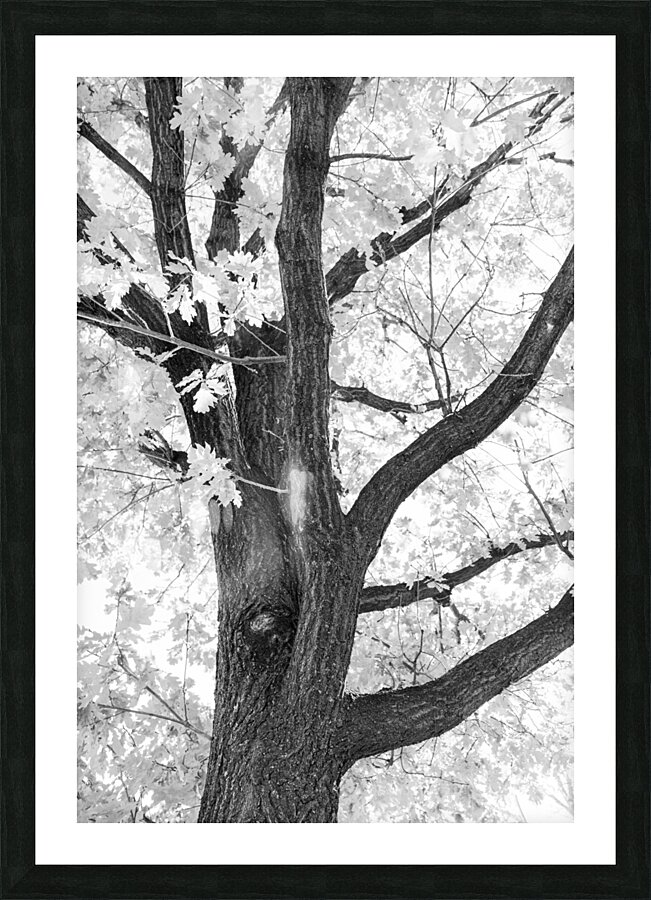 Branching Out in Timeless Black and White Elegance   Impression et Cadre photo