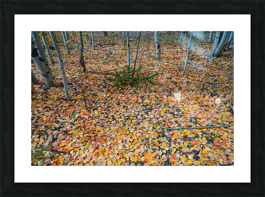 Art By Mother Nature Picture Frame print