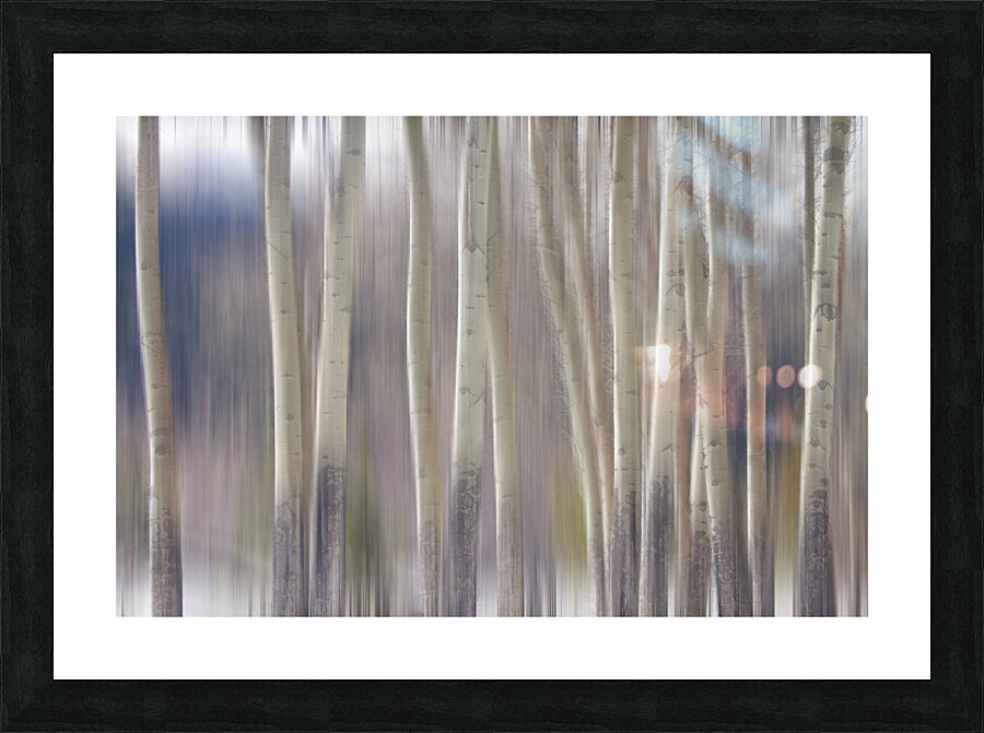 Rocky Mountain Winter Aspent Tree Forest Dream Picture Frame print