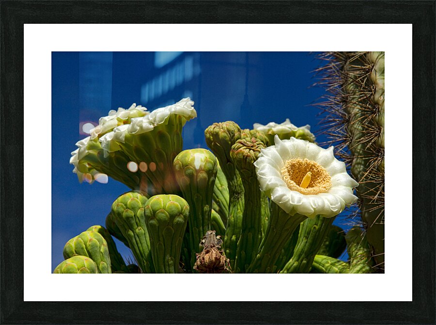 Saguaro Cactus Blooms Picture Frame print